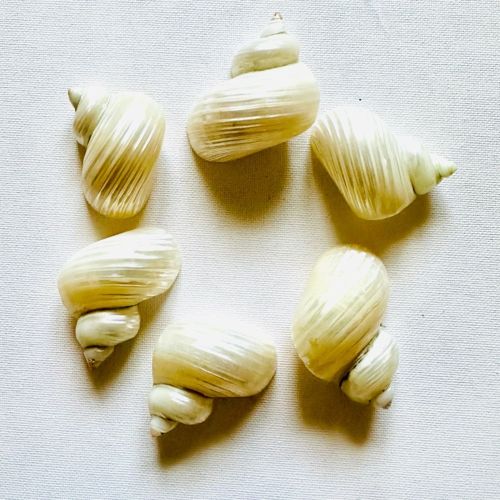 Elegant Shell Napkin Rings (6 shells) - Picture 7 of 7